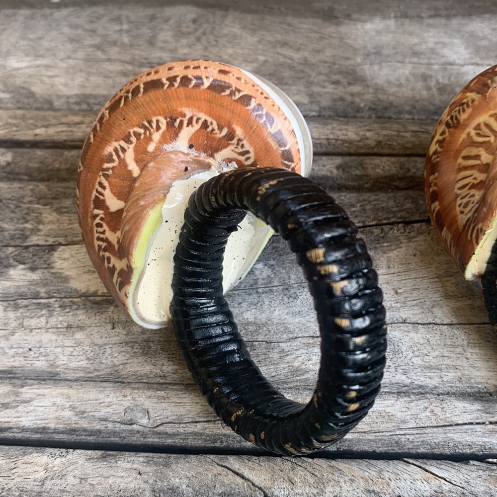 Vintage Seashell Napkin Rings - Picture 10 of 13